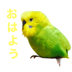 [LINEスタンプ] セキセイインコのチロル