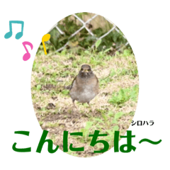 [LINEスタンプ] nanda birds