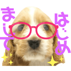 [LINEスタンプ] イングリッシュ・Cのノアちゃん日常