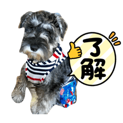 [LINEスタンプ] カ〜くんの日常生活スタンプ