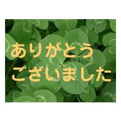 [LINEスタンプ] 写真deあいさつ〜植物〜