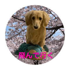 [LINEスタンプ] 春 ダックス