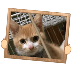 [LINEスタンプ] 3匹ニャンコとお友達ワンコ風景画像