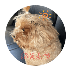 [LINEスタンプ] 可愛い犬ココちゃん
