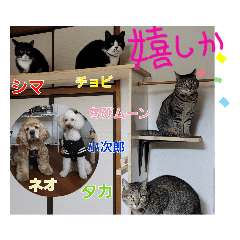 [LINEスタンプ] こじろう＆仲間たち(方言編)