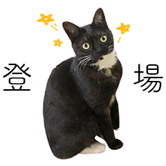 [LINEスタンプ] [ディディム] かわいい猫です！