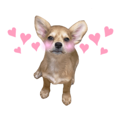 [LINEスタンプ] 中川さんちのワンコたち