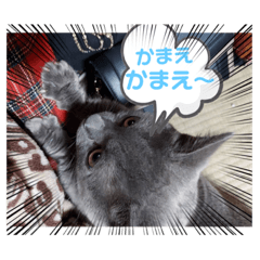 [LINEスタンプ] 猫のかいくん日常