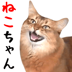 [LINEスタンプ] 動く！猫ミームと動物園のなかまたち