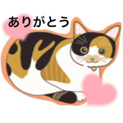 [LINEスタンプ] 保護猫あんちゃん第二弾