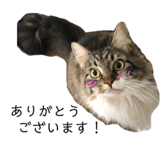 [LINEスタンプ] リジー様の日常スタンプ