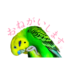 [LINEスタンプ] セキセイインコのKOJIROU-kun