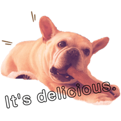 [LINEスタンプ] A cute dog/