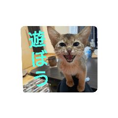 [LINEスタンプ] アビシニアンのプティちゃんスタンプ❤