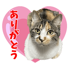 [LINEスタンプ] ニケチャン