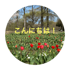 [LINEスタンプ] kinko 春バージョン2