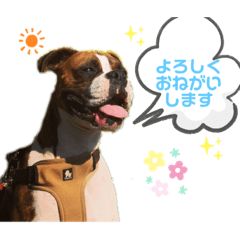 [LINEスタンプ] 小梅ちゃんスタンプ(作:お姉ちゃん)