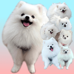 [LINEスタンプ] #042 ポメラニアン 40個 *asachi