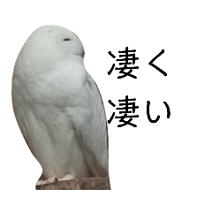 [LINEスタンプ] いしかわ動物園6 鳥類編