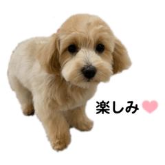 [LINEスタンプ] ベルちゃんスタンプ2022.04.