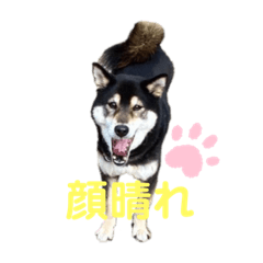 [LINEスタンプ] 黒柴ようたのお試しスタンプ