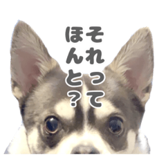 [LINEスタンプ] とんすけくんの日常