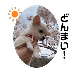 [LINEスタンプ] 犬と犬と猫と猫。