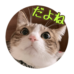 [LINEスタンプ] ぴよ＆トロ その3
