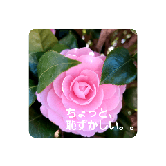[LINEスタンプ] お花があいさつ