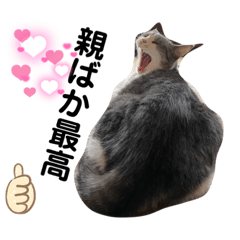 [LINEスタンプ] すまいるcat222