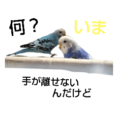 [LINEスタンプ] 小豆と空ちゃんづくし