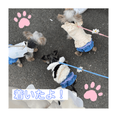 [LINEスタンプ] うちの3子犬♡