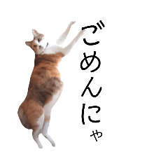 [LINEスタンプ] のび〜っとにゃんこ