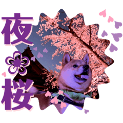 [LINEスタンプ] 柴犬 豆之進 日常STAMP‎‎✩【関西弁】其の八