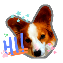 [LINEスタンプ] 愛犬ジャンプと日常会話