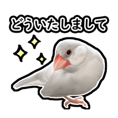 [LINEスタンプ] 可愛い文鳥 ぴよまる_よく使うフレーズ