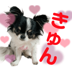 [LINEスタンプ] Chihuahua！ チワワ！