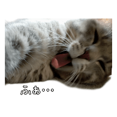 [LINEスタンプ] あくび猫みゃーちゃん