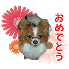 [LINEスタンプ] ちっちゃいパピヨン