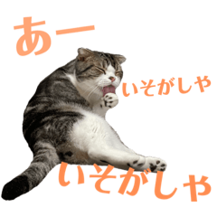 [LINEスタンプ] まったりねこのここ