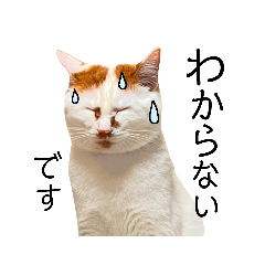 [LINEスタンプ] 【日本ネコスク】街ねこスタンプ！敬語