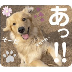 [LINEスタンプ] びすけ物語（びすけ、みるふ）／mimi14