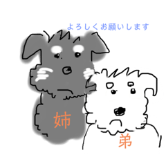 [LINEスタンプ] ミニチュアシュナウザーの日常1