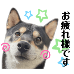 [LINEスタンプ] あにまるたち。