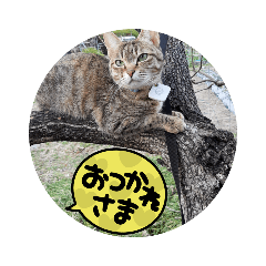 [LINEスタンプ] かわいい猫らいこのスタンプ
