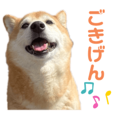 [LINEスタンプ] 柴犬はるなちゃん かわいいぬスタンプ4