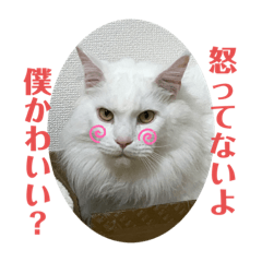 [LINEスタンプ] 嵯峨野さんちの猫たち