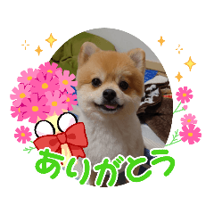 [LINEスタンプ] ポメラニアンうーちゃん☆スタンプだよ