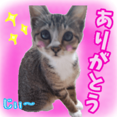 [LINEスタンプ] rincatsticker