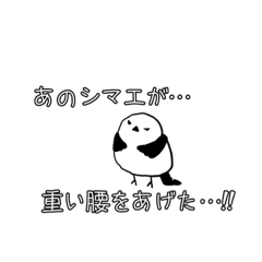 [LINEスタンプ] 使い所に困るシマエナガスタンプ